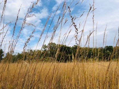 Green grass fields under the blue sky during the day
